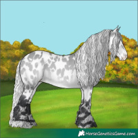 Horse Color:White Spotted Silver Bay Chinchilla Appaloosa 