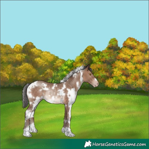 Horse Color:White Spotted Sable Champagne Rabicano 