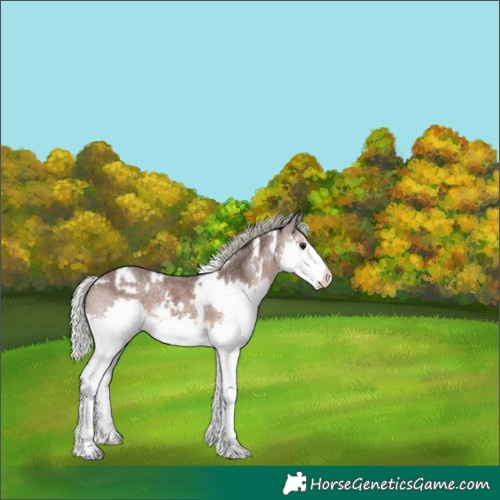 Horse Color:White Spotted Silver Brown Roan Splash Varnish 