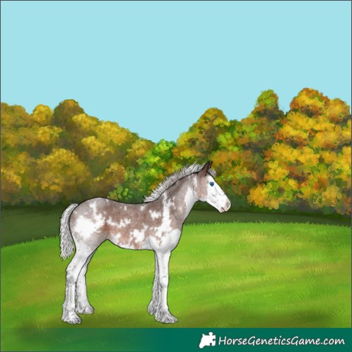 Horse Color:White Spotted Silver Brown Roan Splash Rabicano 