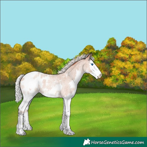 Horse Color:Silver Sable Champagne Roan Splash Blanket 
