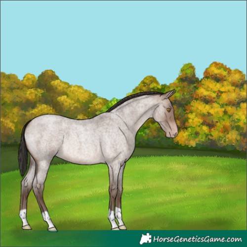 Horse Color:Sable Champagne Roan 