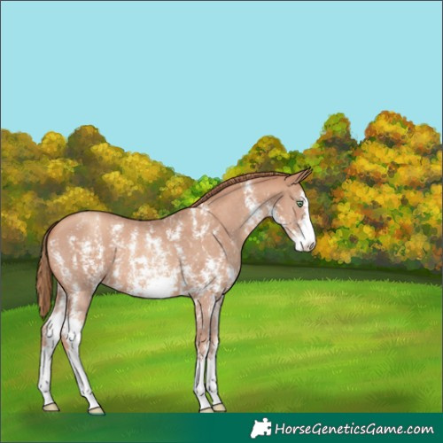 Horse Color:Gold Champagne Sabino 