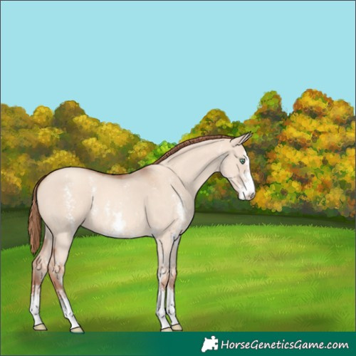 Horse Color:Gold Champagne Dun Sabino 