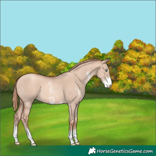 Horse Color:Gold Champagne Dun Sabino 