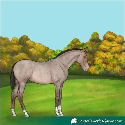 Horse Color:Sable Champagne Roan 