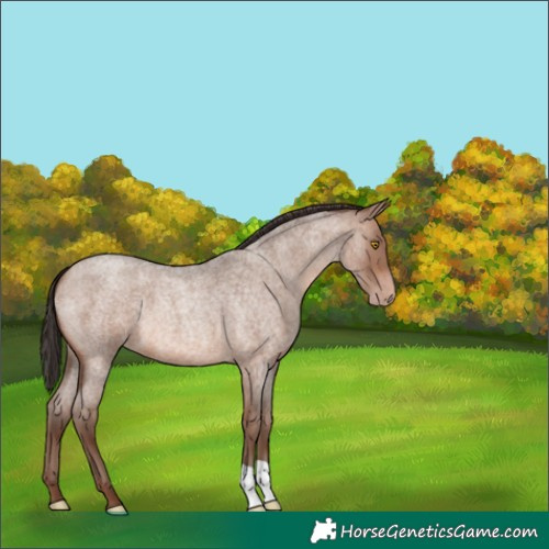 Horse Color:Sable Champagne Roan 