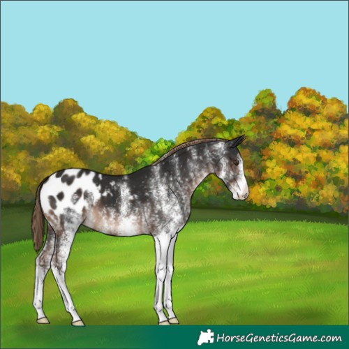 Horse Color:White Spotted Liver Chestnut Blanket 