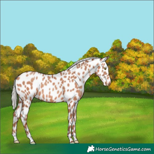 Horse Color:Silver Amber Champagne Appaloosa 