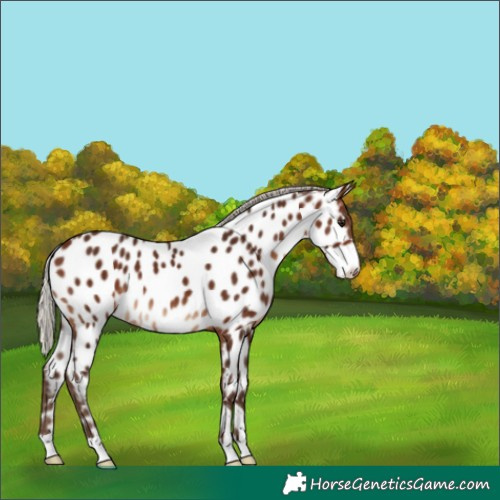Horse Color:Silver Brown Near Leopard 