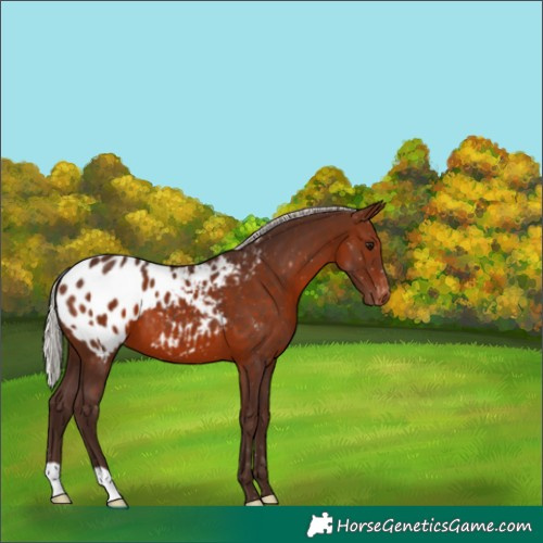 Horse Color:Silver Brown Appaloosa 