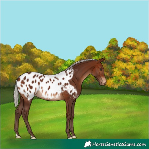 Horse Color:Silver Brown Appaloosa 