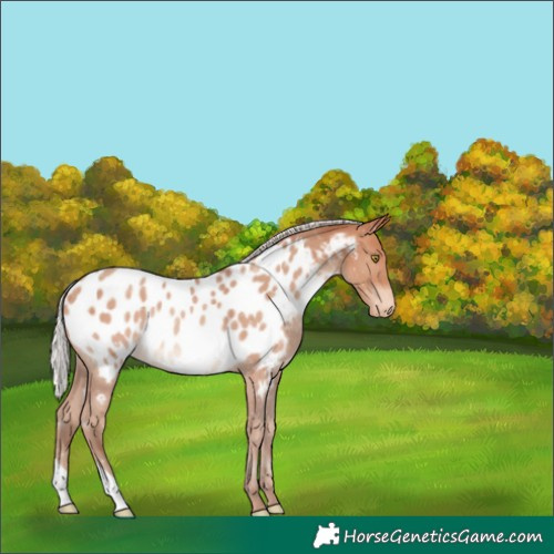 Horse Color:Silver Amber Champagne Appaloosa 