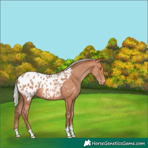 Horse Color:Silver Amber Champagne Appaloosa 