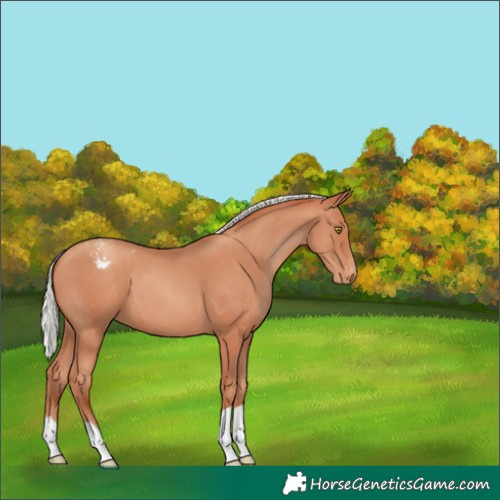 Horse Color:Silver Amber Champagne Varnish 