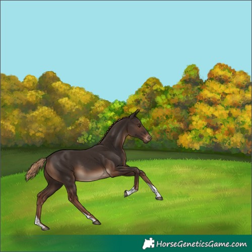 Horse Color:Liver Chestnut Tobiano Rabicano 