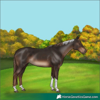 Horse Color:Liver Chestnut Tobiano Rabicano 