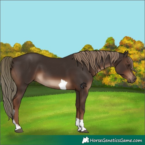 Horse Color:Liver Chestnut Tobiano Rabicano
