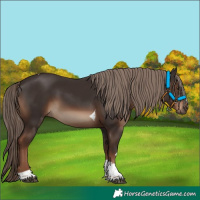 Horse Color:Liver Chestnut Tobiano Rabicano