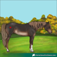 Horse Color:Liver Chestnut Tobiano Rabicano