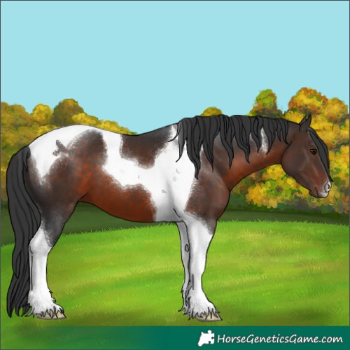 Horse Color:Brown Tobiano 