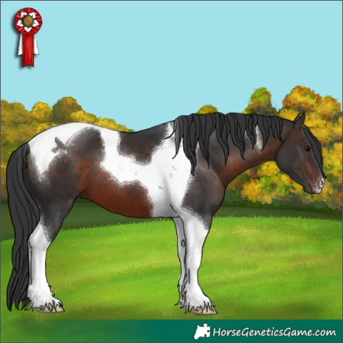 Horse Color:Brown Tobiano 