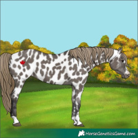 Horse Color:Smoky Grullo Near Leopard 