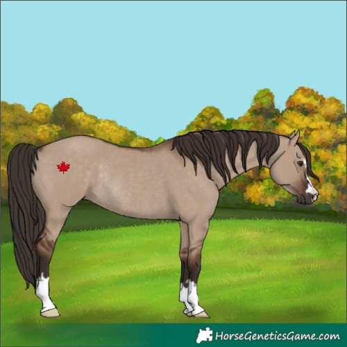 Horse Color:Liver Red Dun Rabicano 