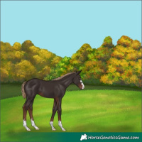 Horse Color:Liver Chestnut