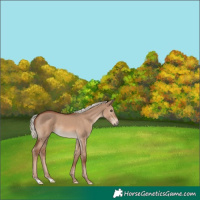 Horse Color:Red Dun Mushroom 