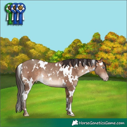 Horse Color:White Spotted Sable Champagne Rabicano 