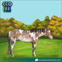 Horse Color:White Spotted Sable Champagne Rabicano
