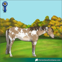Horse Color:White Spotted Classic Cream Champagne Rabicano 