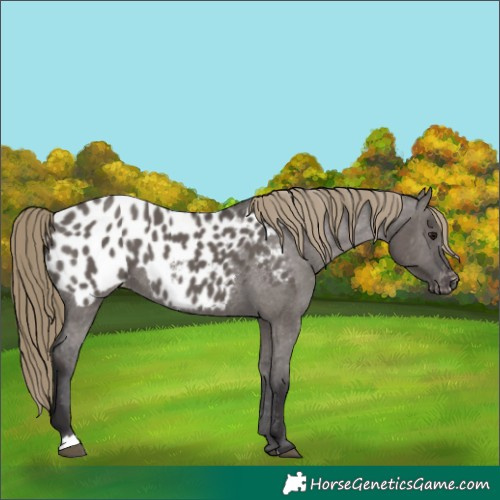Horse Color:Smoky Grullo Appaloosa 