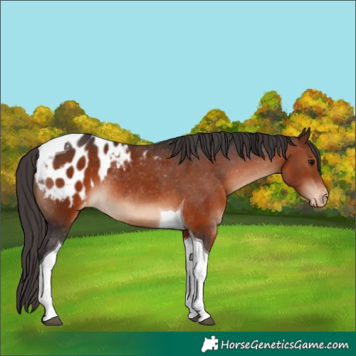 Horse Color:Brown Tobiano Appaloosa Rabicano 