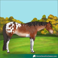 Horse Color:Brown Tobiano Blanket Rabicano 