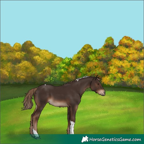 Horse Color:Liver Chestnut Tobiano Rabicano