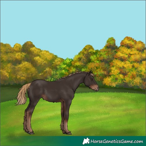 Horse Color:Liver Chestnut Rabicano