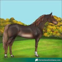 Horse Color:Liver Chestnut Tobiano Rabicano 