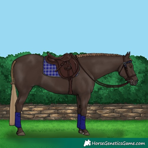 Horse Color:Liver Chestnut Rabicano 