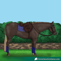 Horse Color:Liver Chestnut Rabicano