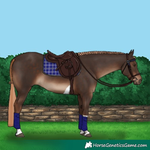 Horse Color:Liver Chestnut Tobiano Rabicano 