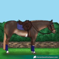 Horse Color:Liver Chestnut Tobiano Rabicano
