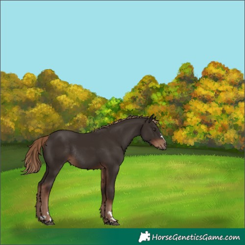 Horse Color:Liver Chestnut Rabicano