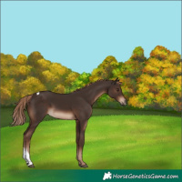 Horse Color:Liver Chestnut Tobiano Rabicano 