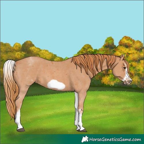 Horse Color:White Spotted Chestnut Sabino Frame 