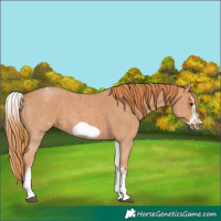 Horse Color:White Spotted Chestnut Sabino Frame
