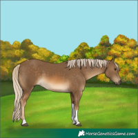 Horse Color:Chocolate Palomino Tobiano Rabicano 