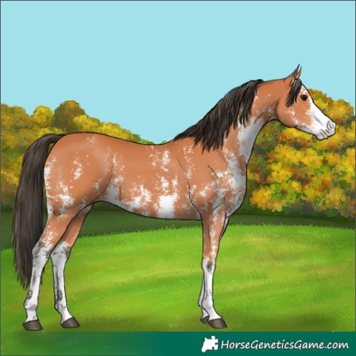 Horse Color:Bay Sabino 