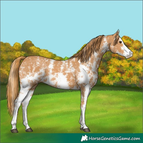 Horse Color:Chestnut Sabino 